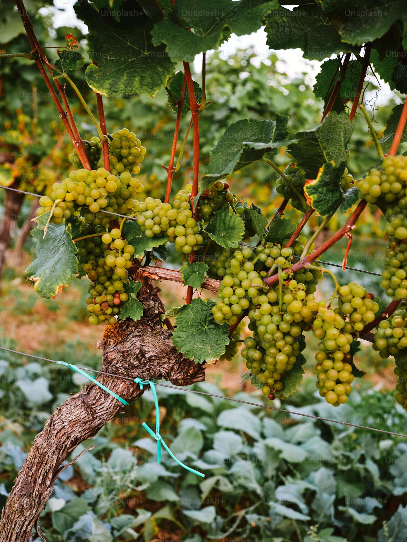 Green grapes under managed canopy and trellising