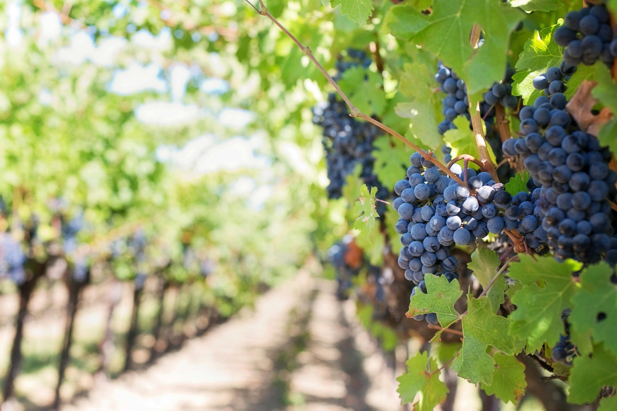 Ripe dark grapes hanging under controlled canopy in row-planted vines